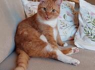 Grajewo ogłoszenia: W dniu 27.12.2025 ok. 8:30 na ulicy Miłej zaginął kot. Nazywa... - zdjęcie